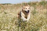 GOLDEN RETRIEVER 208